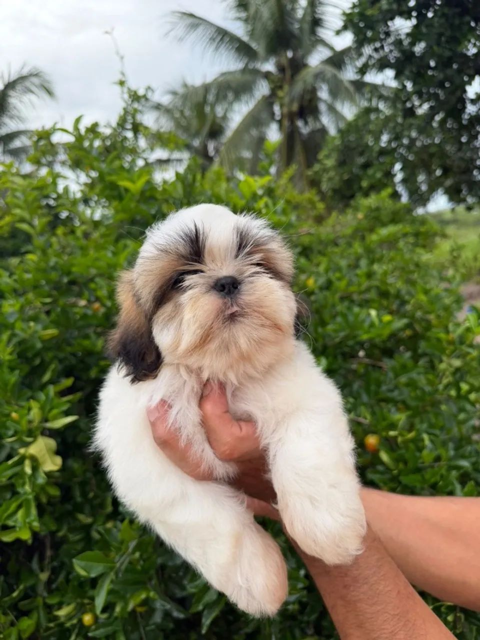 Cachorro  - Foto 4