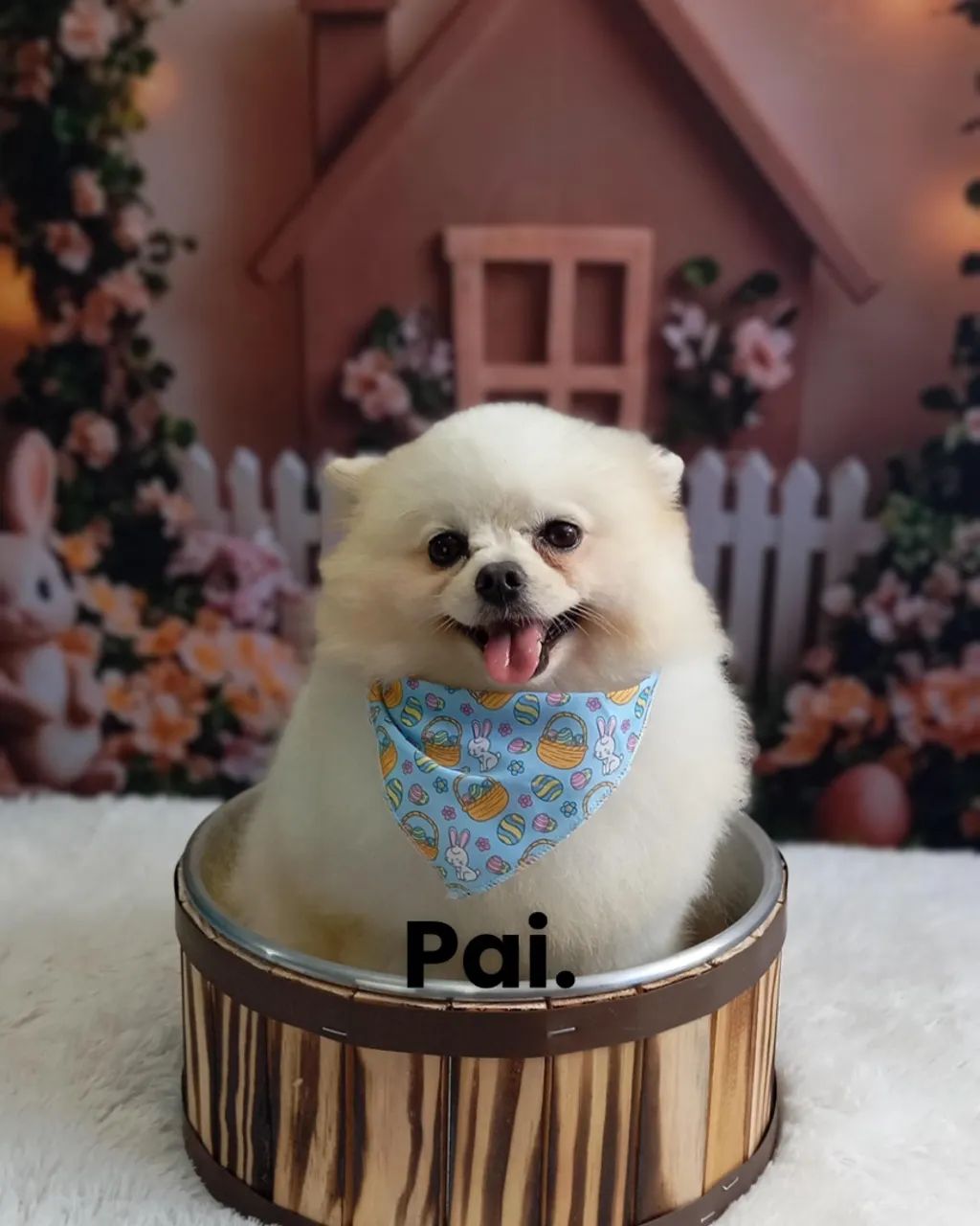 SPITZ ALEMÃO MACHO  - Foto 4