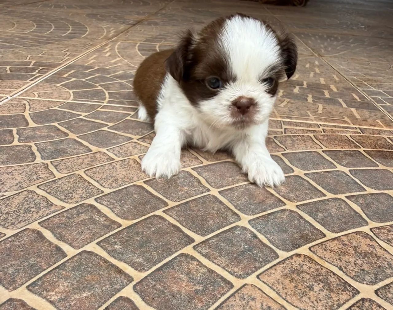Shihtzu puros - Foto 4