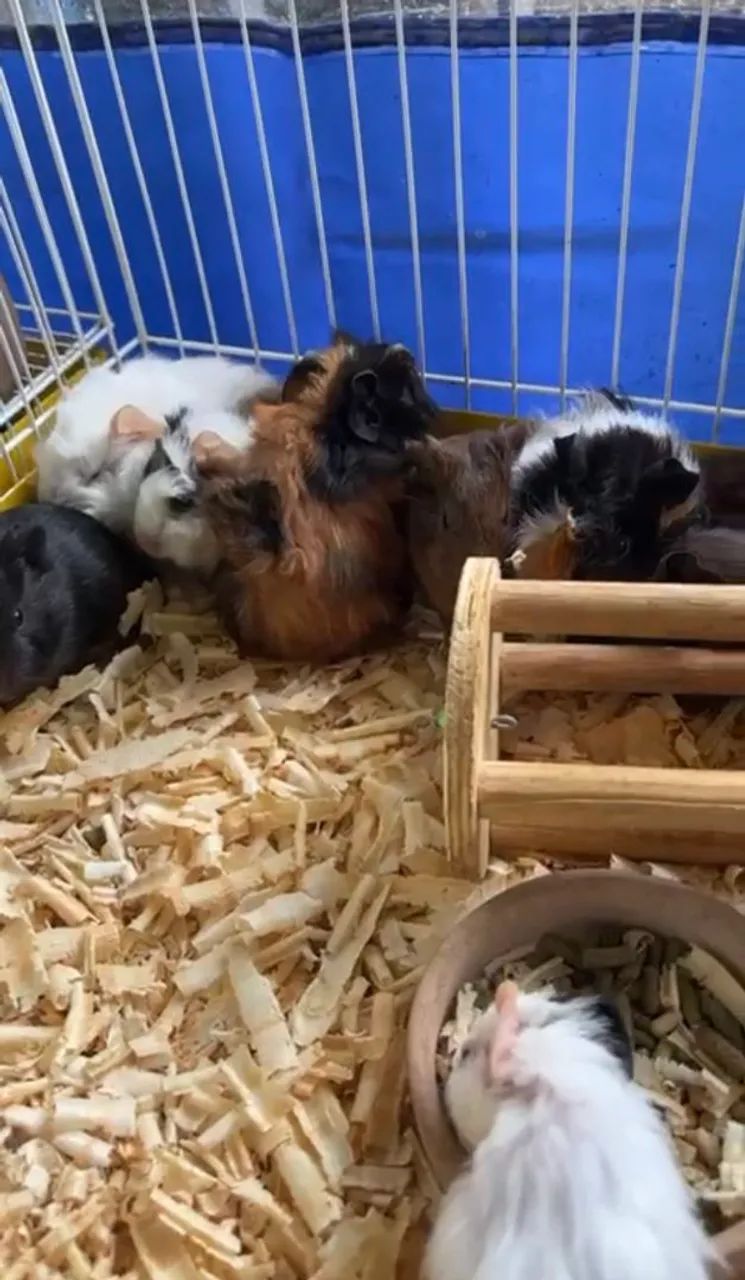 Porquinhos Da Índia  - Foto 4