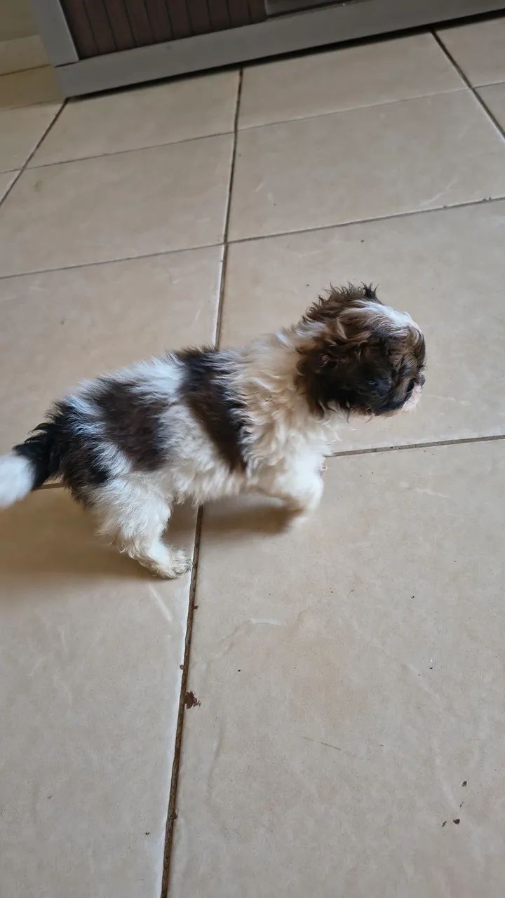 Vende Shitzu  - Foto 2