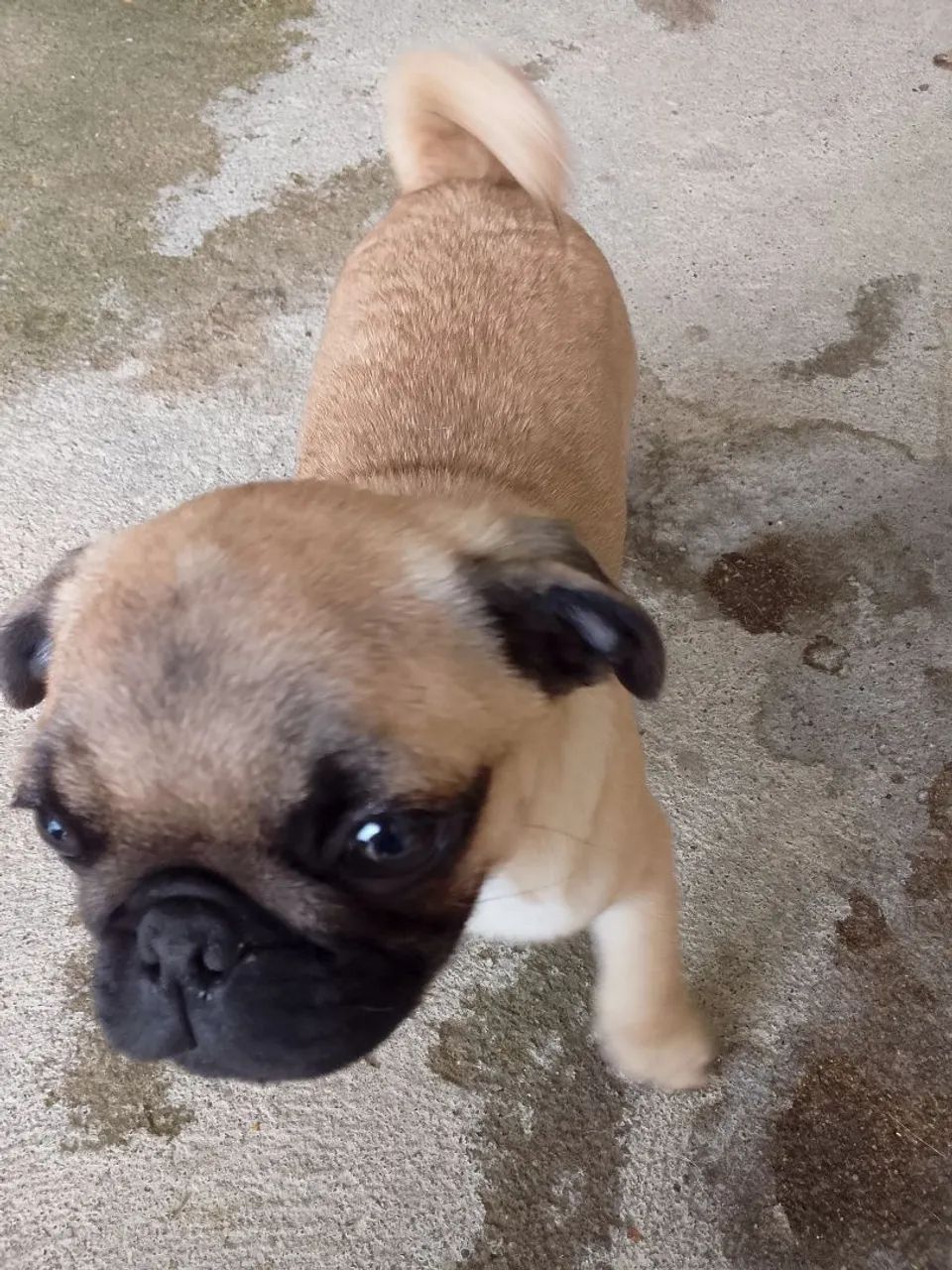 Vendo filhote de Pug macho  - Foto 2