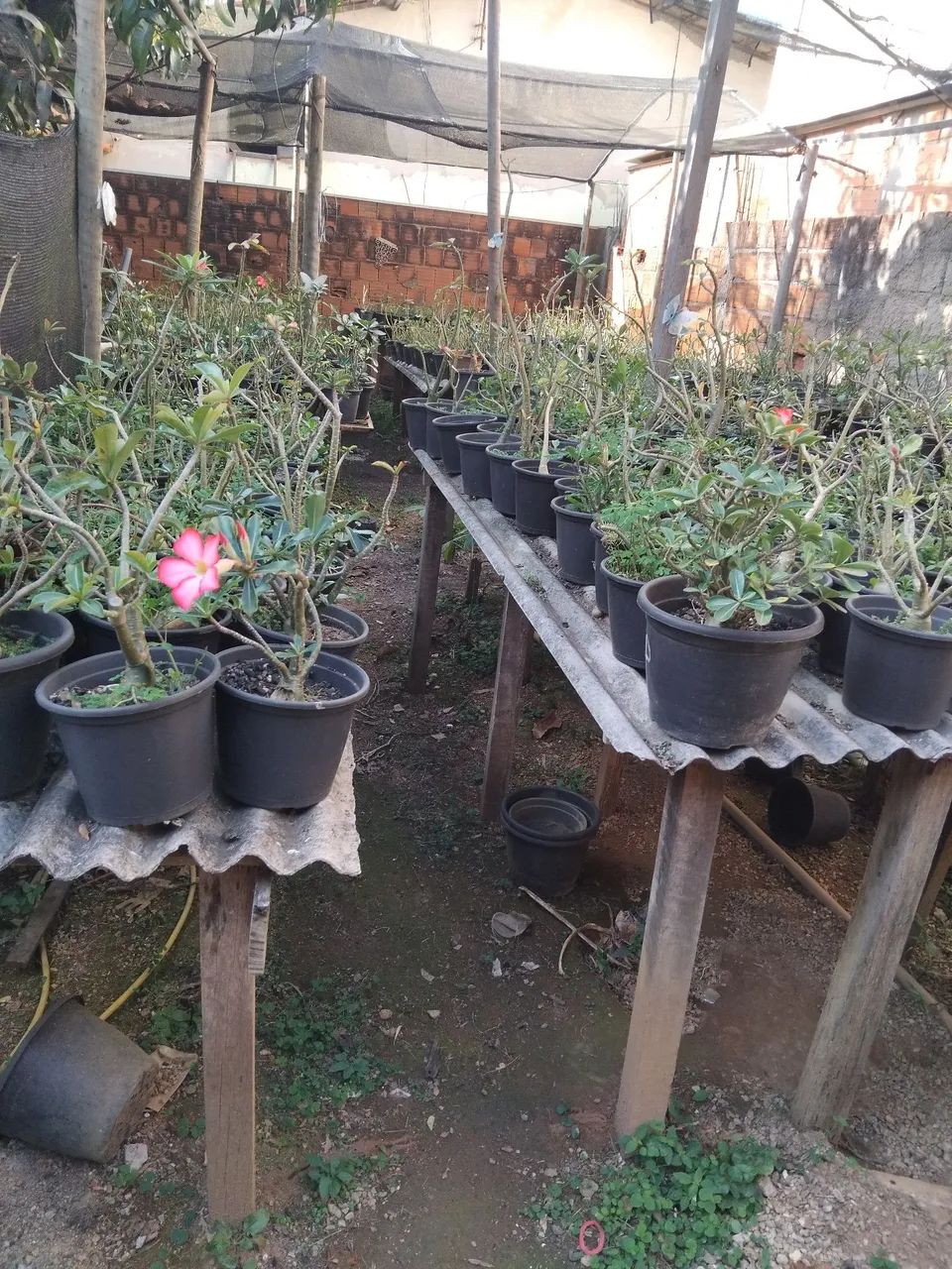 Rosa do deserto - Foto 4