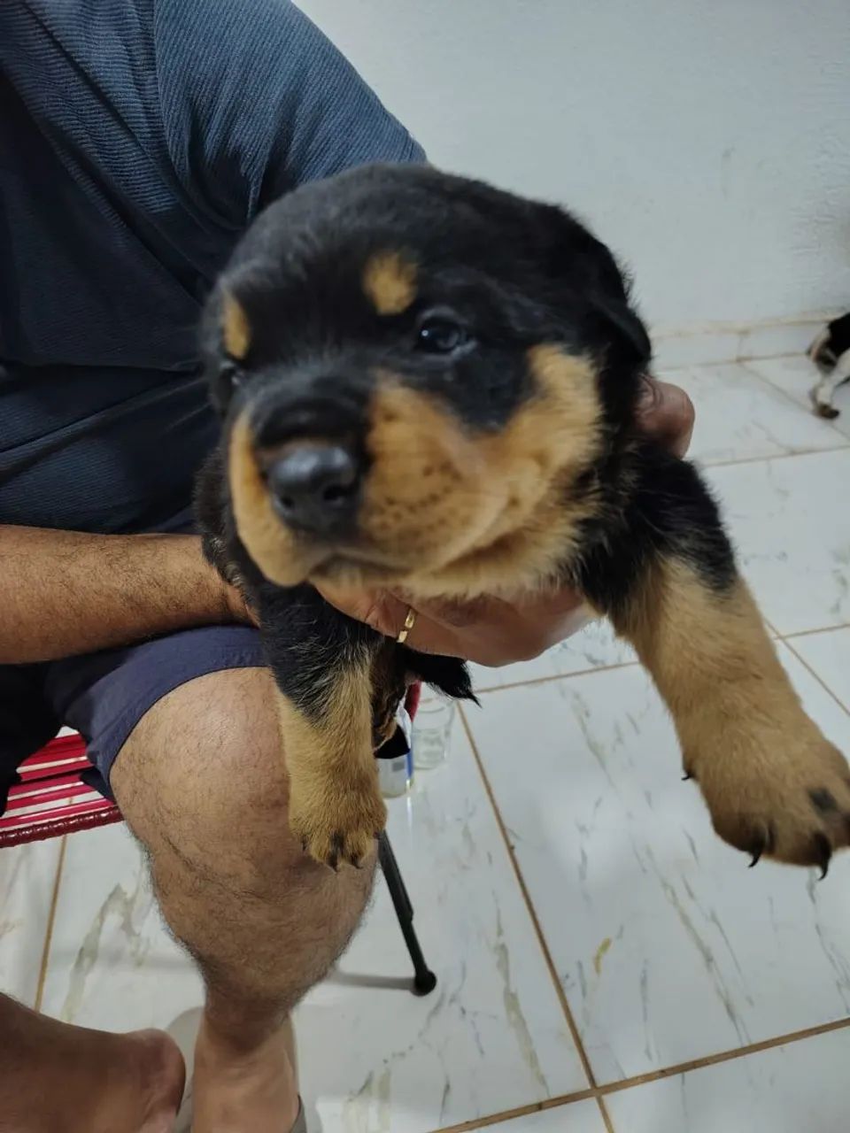 Venda de pets 