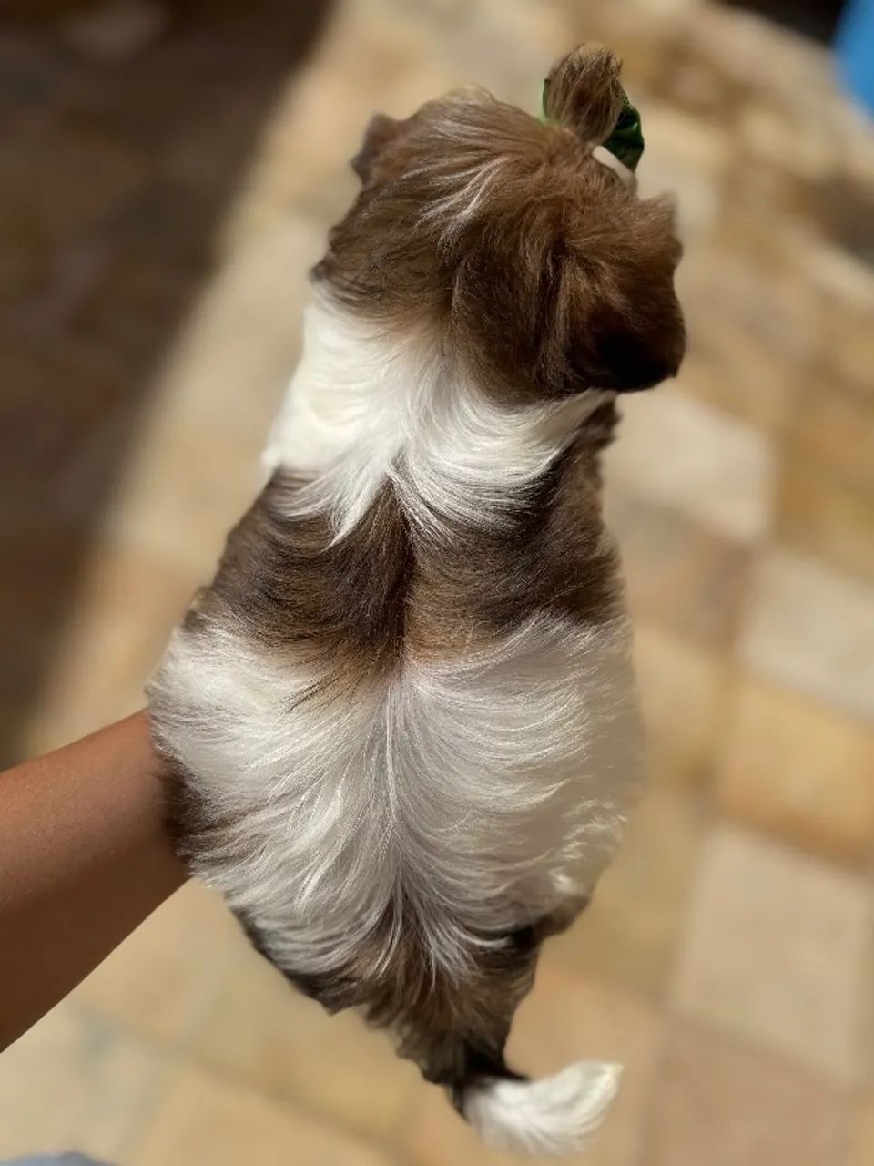 Shitzu fêmea e macho.  - Foto 2