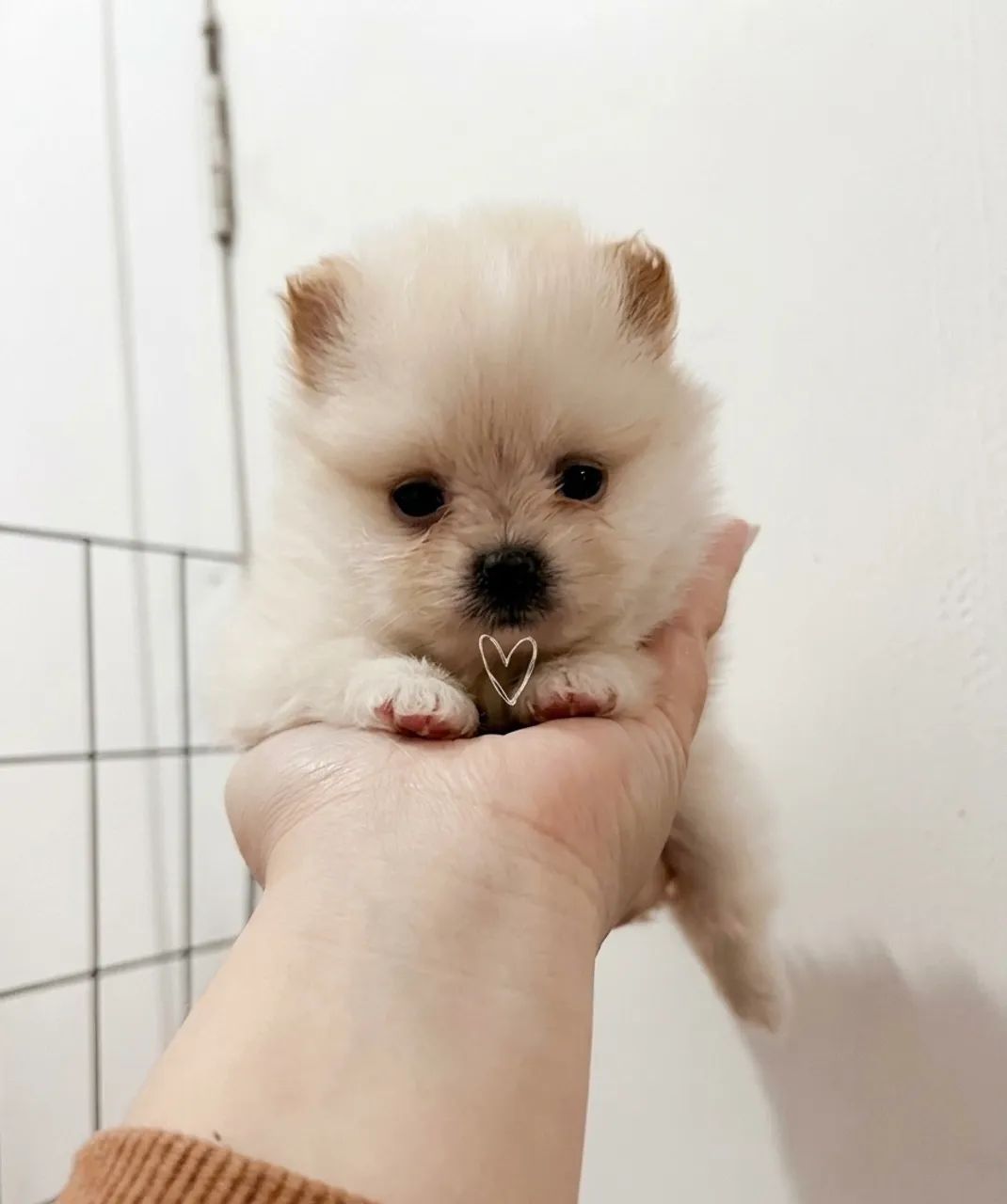 Lulu da pomerania  - Foto 2