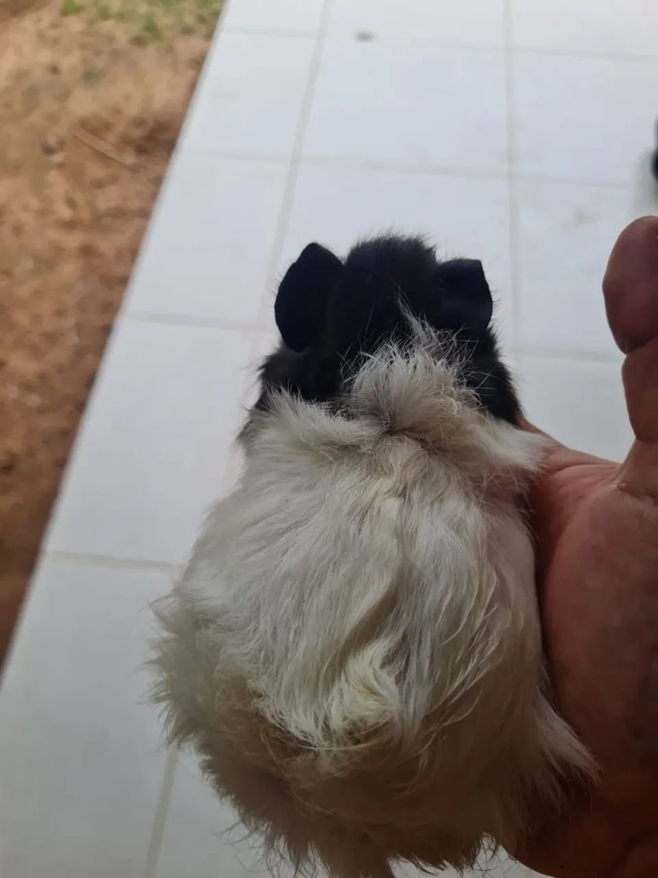 Porquinhos da índia MACHOS