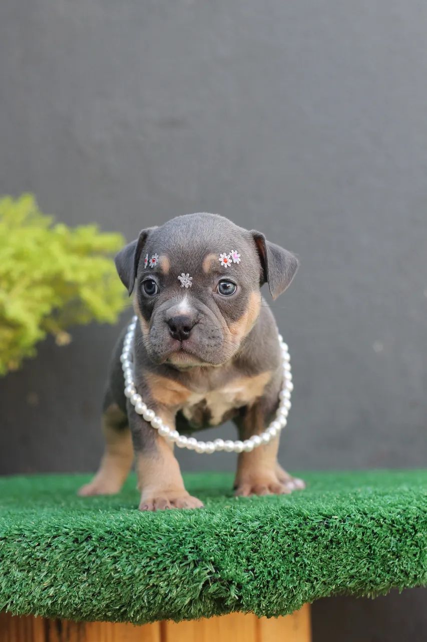 AMERICAN BULLY MICRO - FÊMEA  - Foto 4