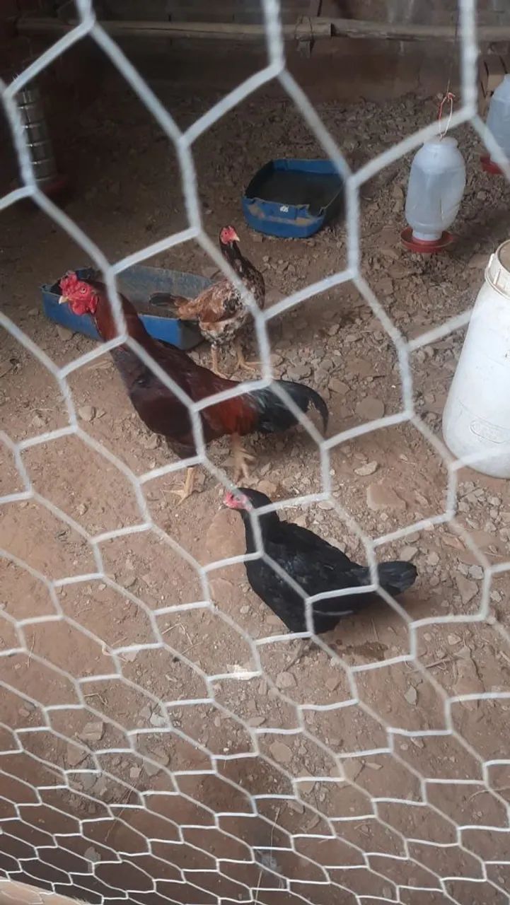 Galinhas