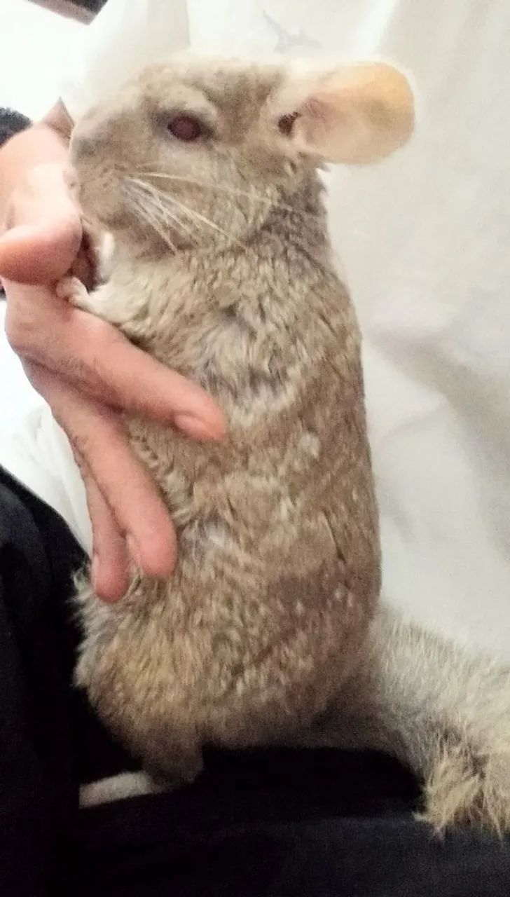 Chinchila à venda -Trio Reprodutivo - Foto 2