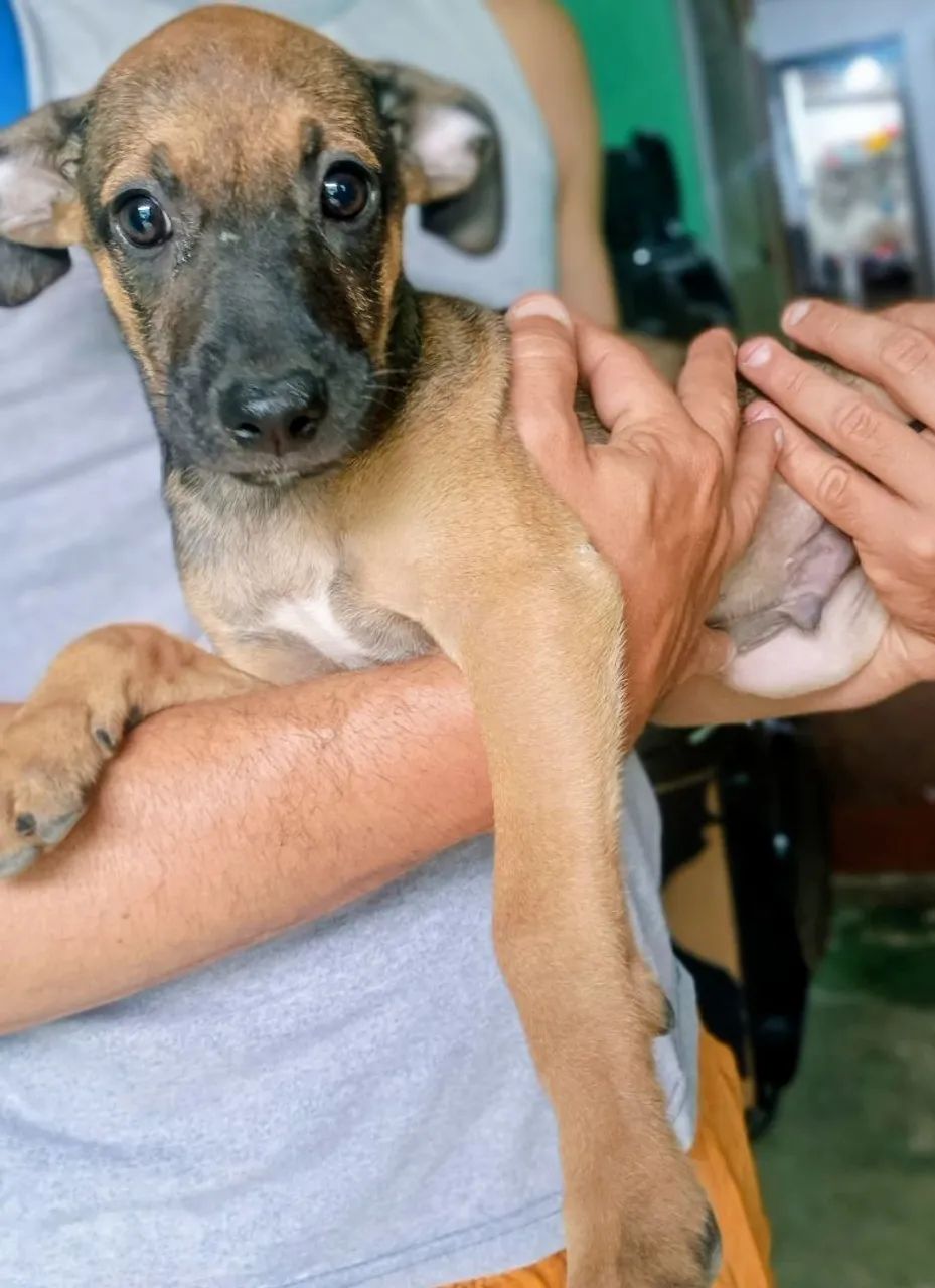 Doando esses cachorrinhos - Foto 3