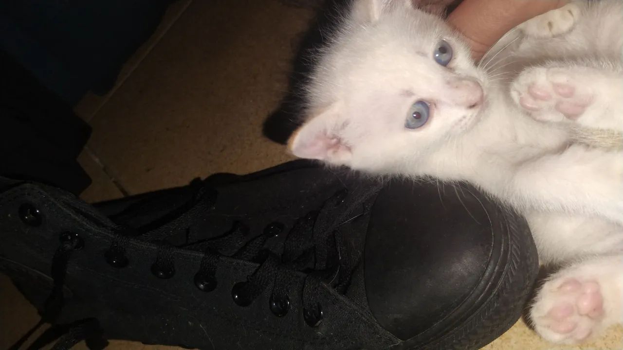 Gatinhos super fofos e alegres. - Foto 2