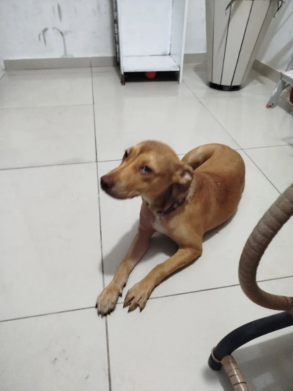 Adoção - Cachorro fêmea - Foto 2