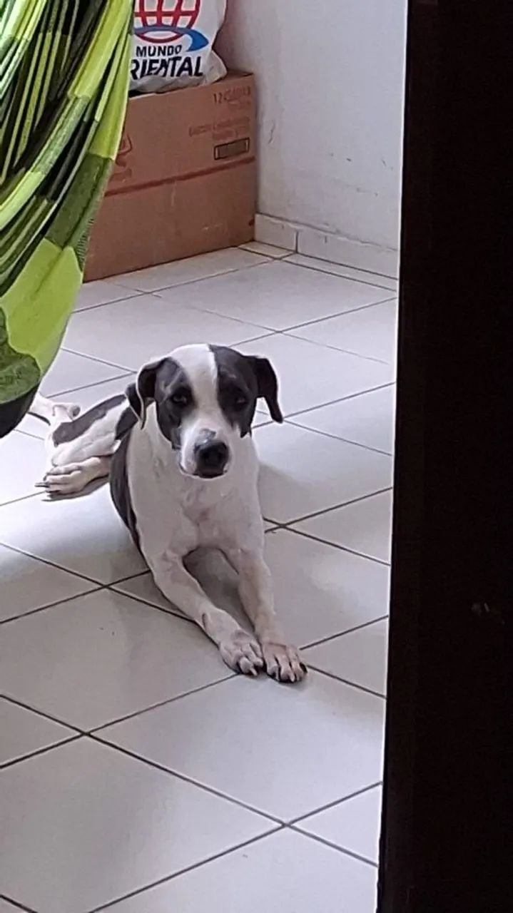 Cadela super dócil 