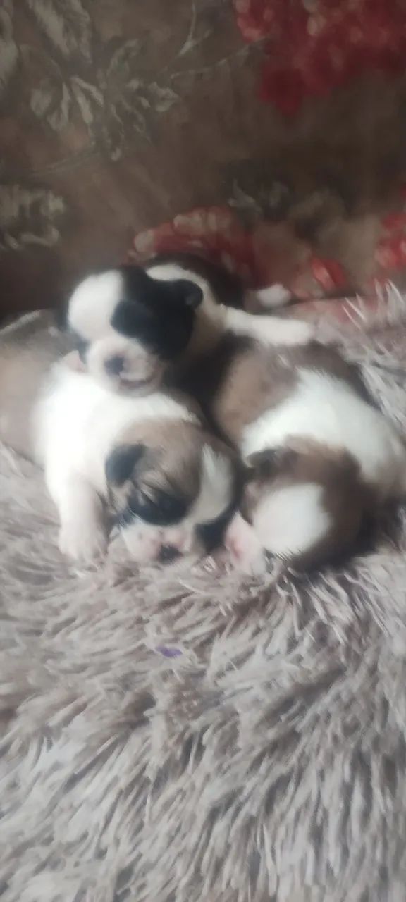 Shih tzu - Foto 2