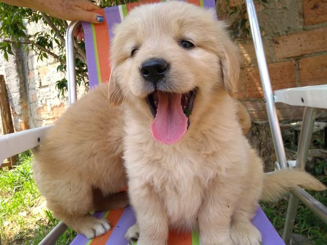Lindos filhotes de Golden, a pronta entrega, com pedigree - Foto 5