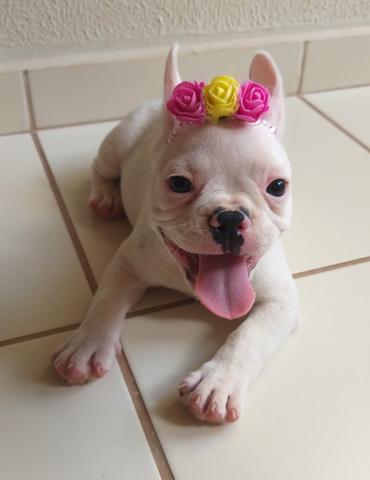 Bulldog Francês