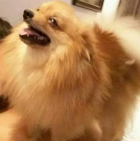 Maravilhosos filhotes spitz alemao - Foto 2