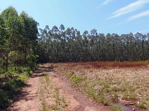 Chácara c/5,1 ha, Bom Jardim - Montenegro - 36 - Foto 11
