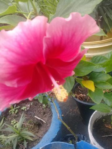Plantas ornamentais 5 reais - Foto 4