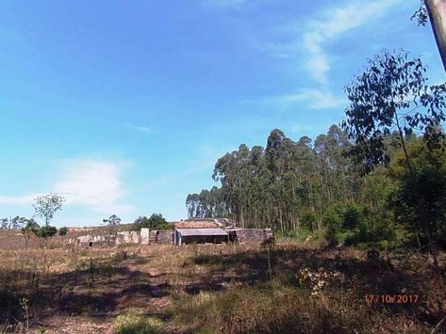 Chácara c/5,1 ha, Bom Jardim - Montenegro - 36 - Foto 3