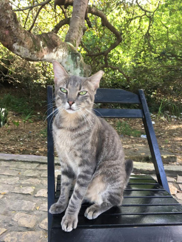 Gato Castrado para Adoção - Foto 3