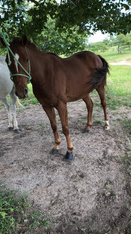 Cavalo pronto de direita - Foto 2