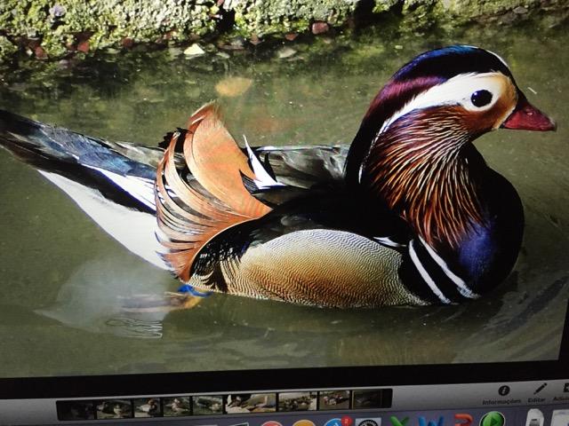Gansos lindos e outros aquáticos - Foto 3