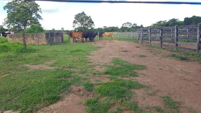 JP 013 -Ótima fazenda colado no Gama,excelente localização - Foto 19