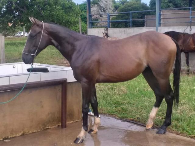 Potra de 1 ano e 8 meses a venda - Foto 3