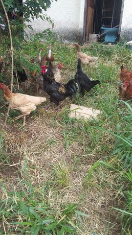 Vendas de galinhas