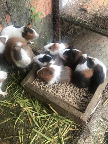 Vendo porquinho da Índia - Foto 4