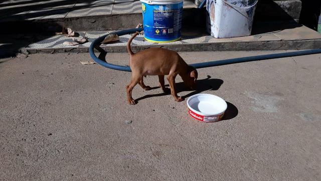 Filhotes de Pinscher - Foto 2