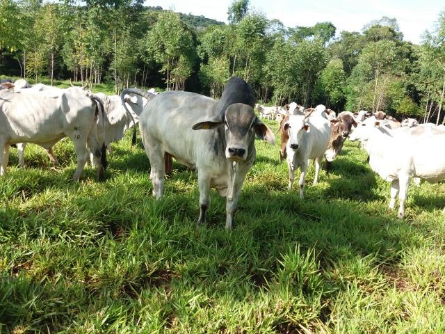 Área rural localizado na cidade de Lindoeste-PR - Foto 8