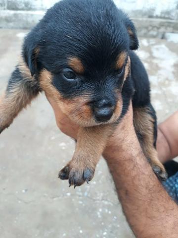 Rotwailer Cabeça de Touro - Foto 3