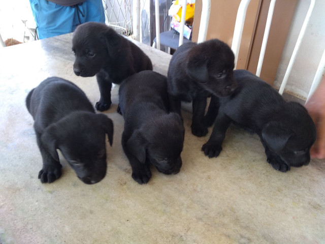 Filhotes de labrador - Foto 2