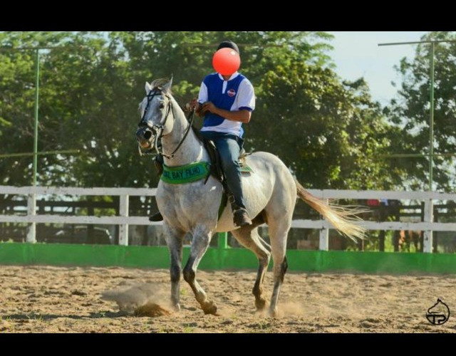 Cavalo tordilho puro