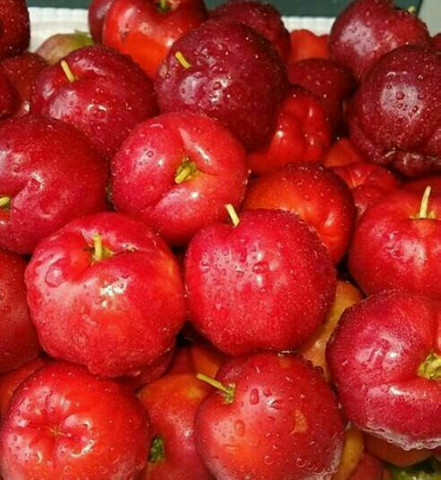 Acerola - Foto 2