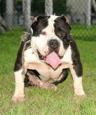 American Bully pronto para inseminação - Foto 3