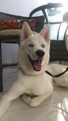 Husky macho para cobertura (cruzar) - Foto 2