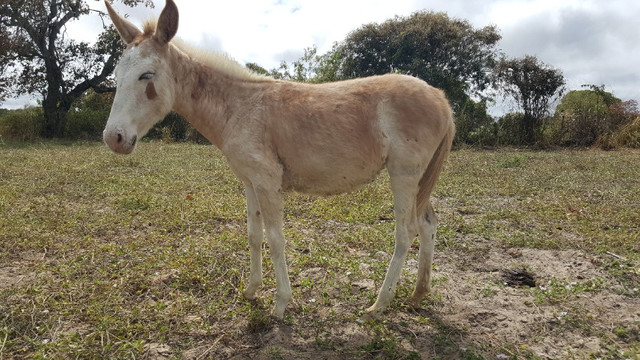Poltra Burra mula com 6 meses de vida - Foto 2