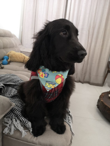 Cocker Spaniel Inglês
