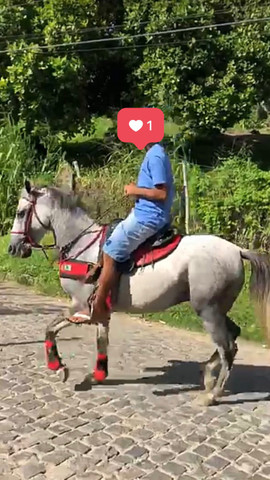 Cavalo (aceito cartão) - Foto 4