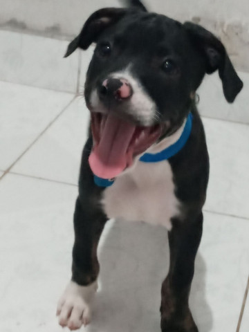 American Pitbull Terrier 3 Meses - Foto 2