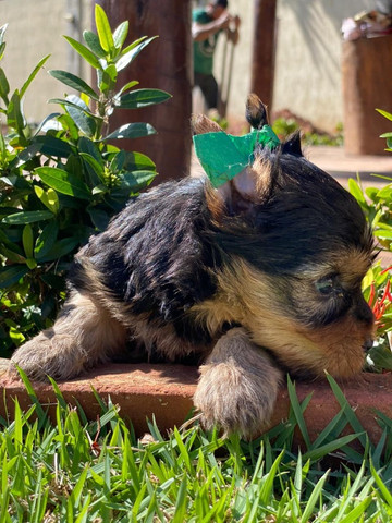 Bebês Yorkshire padrão Exposição! Seu filhote com pedigree e microchip grátis - Foto 3