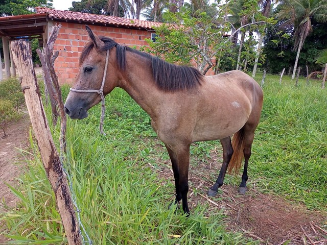 Venda égua 