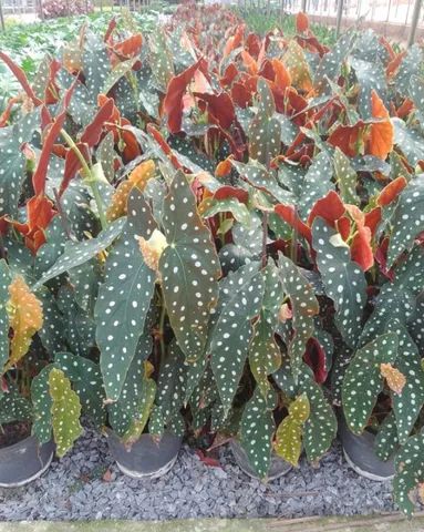 Plantas Ornamentais para Revenda    (Atacado e Varejo) - Foto 2