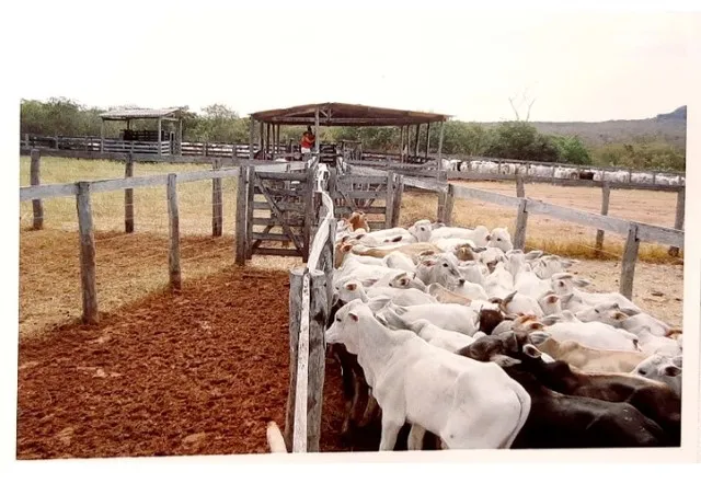 Fazenda em Riacho Frio-PI