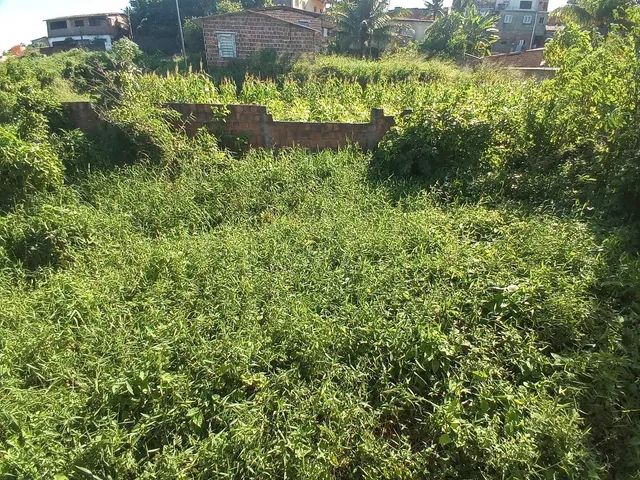 Terreno 10x25m murado, nivelado e com portão. - Foto 6