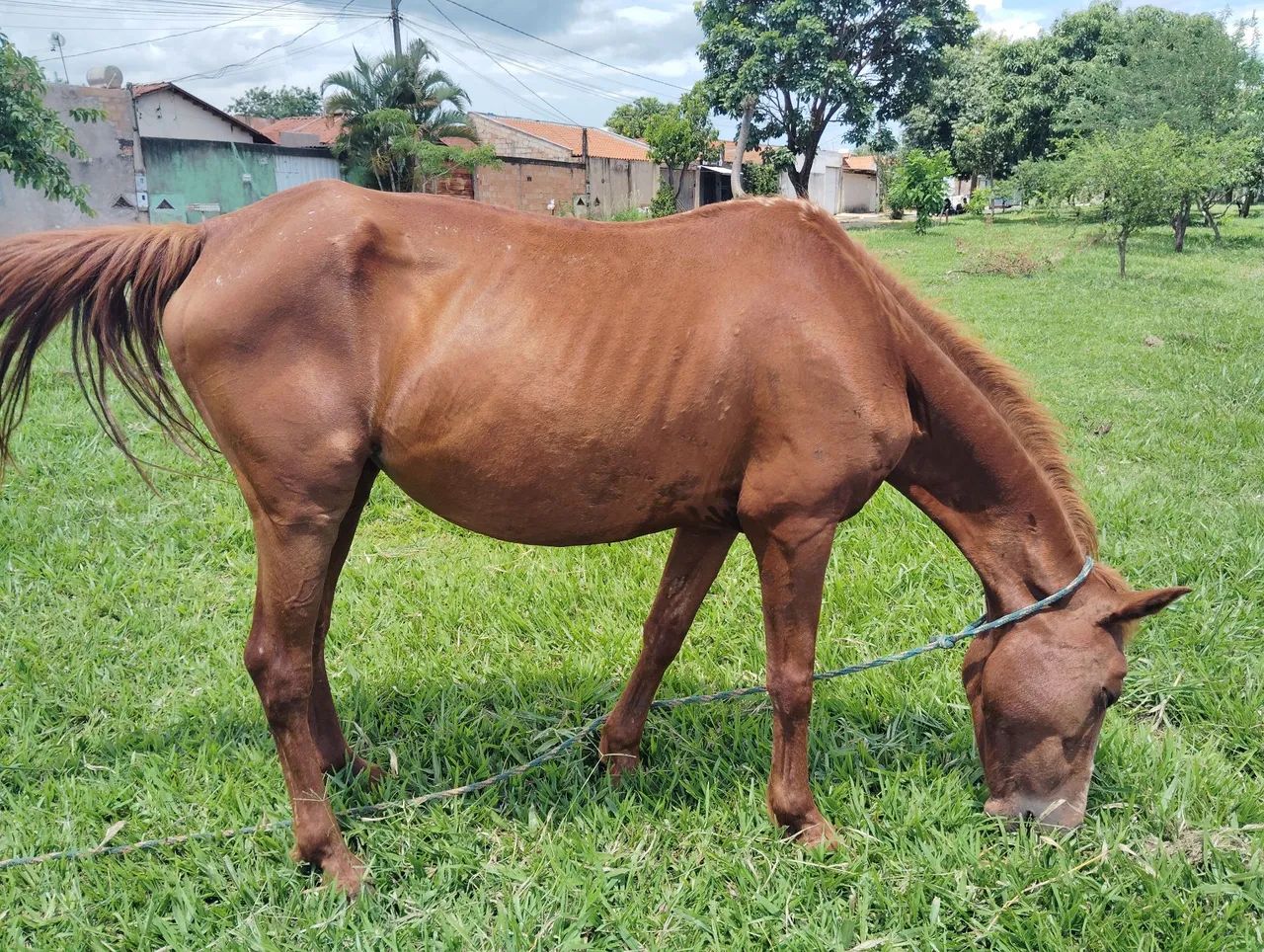 Potro e égua para venda - Foto 4